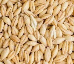 Barley